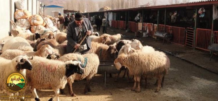 دامداری