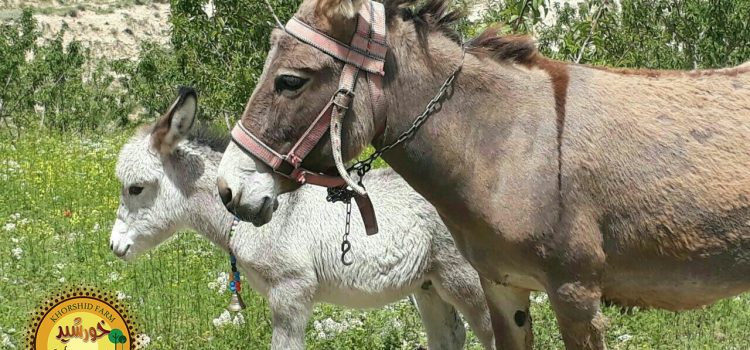 از زیباییهای طبیعت!