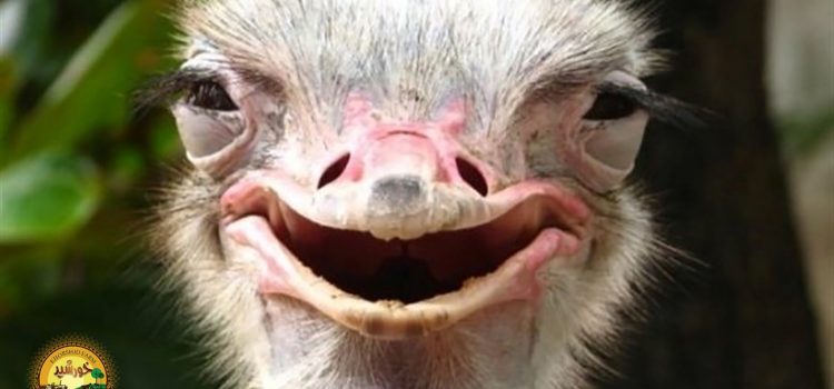 شترمرغ