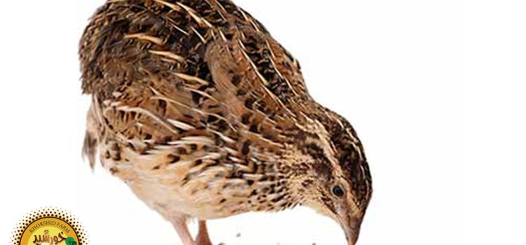 اصول نگهداری بلدرچین